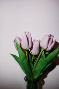 Vase, Purple tulips, Flowers
