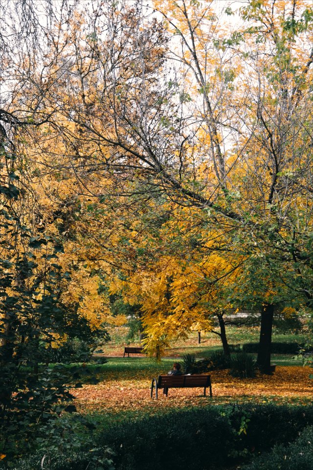 Nature, Outdoor, Leaf