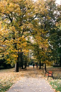 People, Fall, Leaves