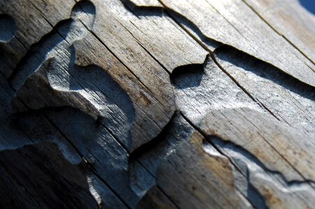 Wood bark beetle paths