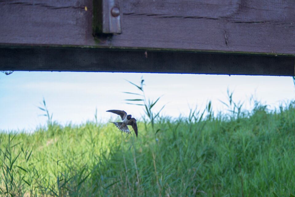 Spring nature animal