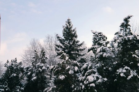Bile felix, Romania, Snow forest