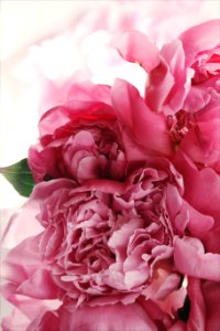 Close up view of a handful of pink flowers. photo
