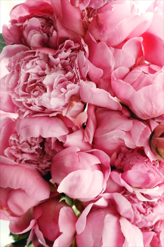 Flower, Pink, Summer