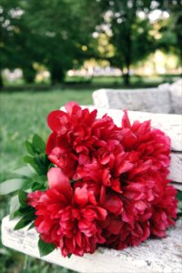 Red, Close up, Outdoor