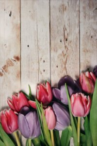 Macro shot of pink tulips on a wooden deck. photo