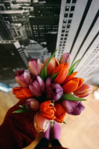 Tulip, Flower, Flowers