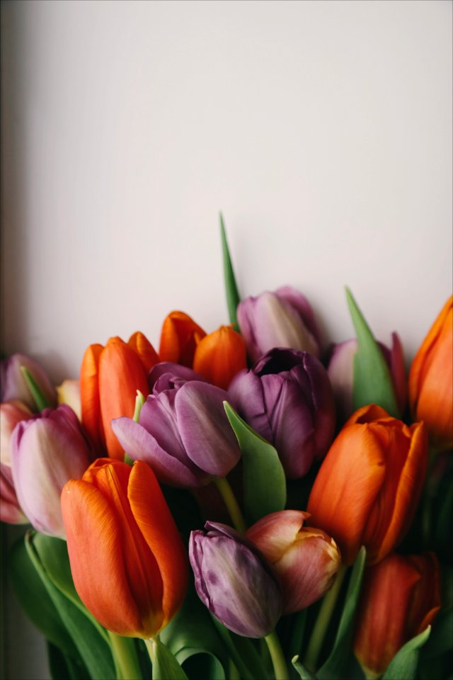 Background, Tulips, Fresh tulips