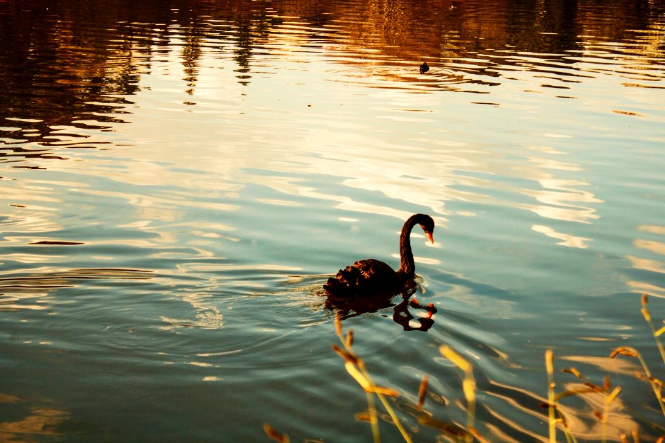 Parque do ibirapuera, S o paulo, Brazil