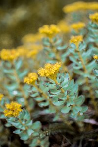 Plant nature floral