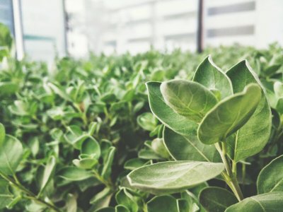 Dubai, Leaves, Green