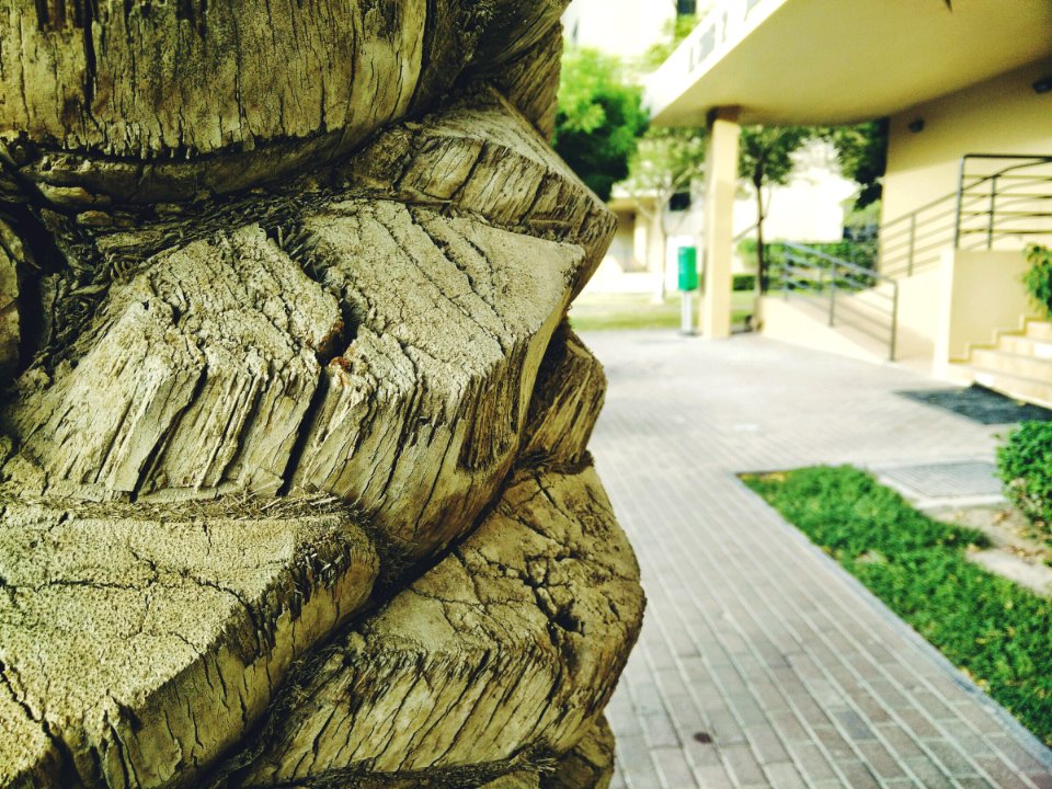 Dubai, Nature, Trunk