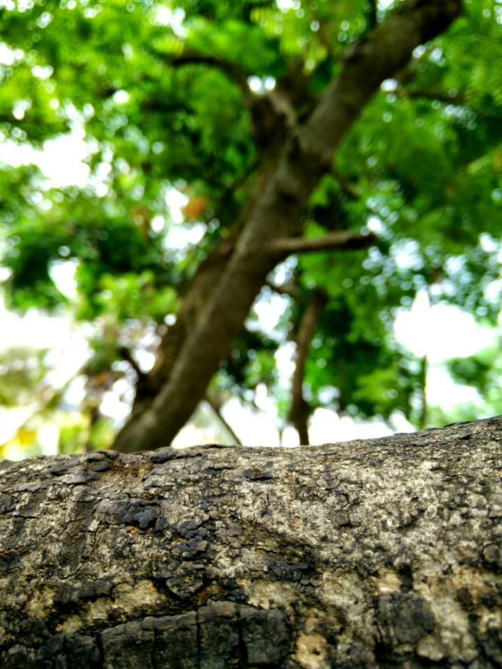 Pune, Forest, Nature