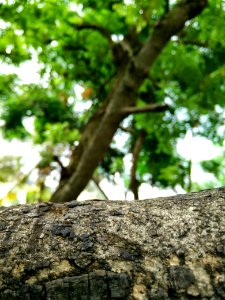 Pune, Forest, Nature