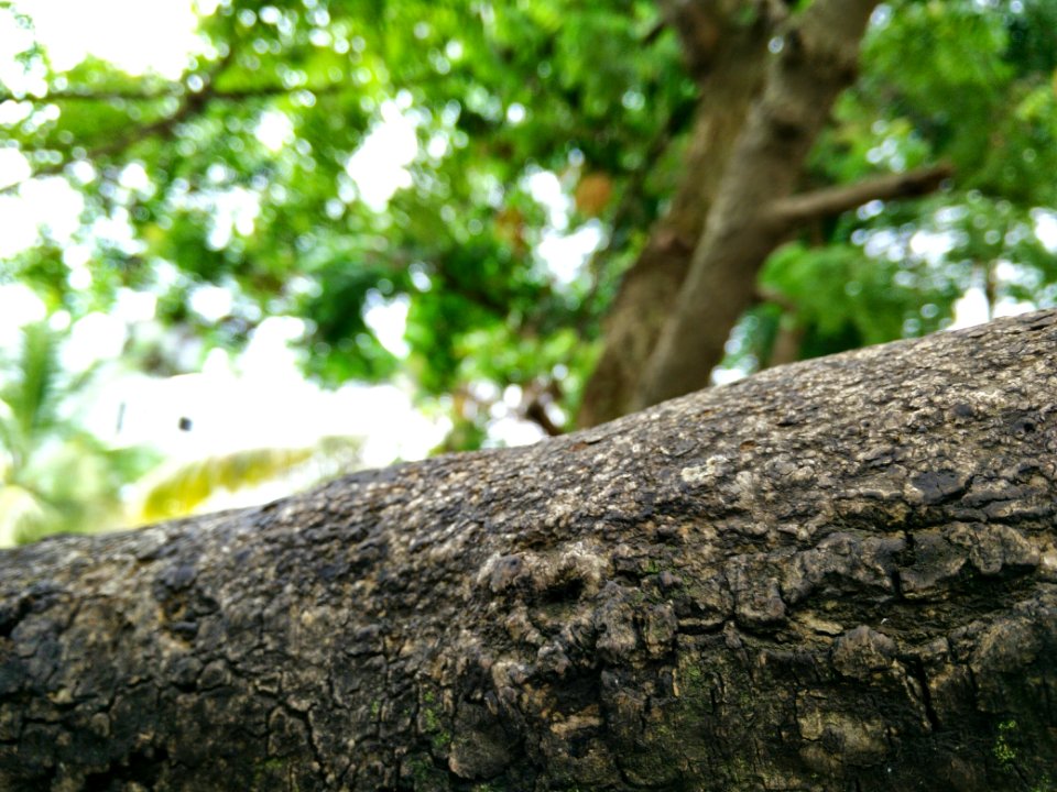 Pune, Forest, Nature