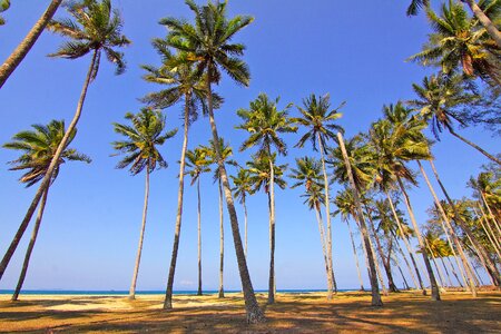 Nature palm trees paradise