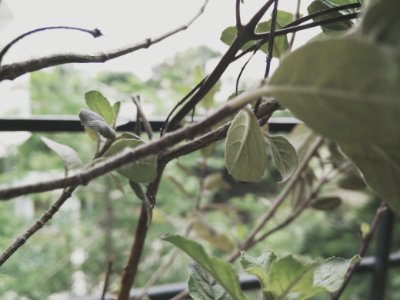 Pune, India, Nature