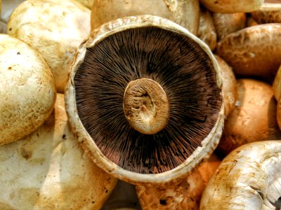 brown mushroom photo