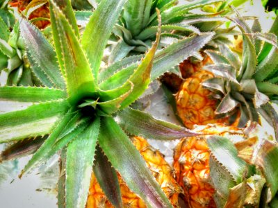 Kitchen, Food, Pineapple