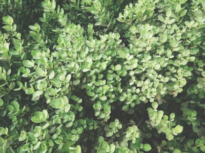 green leaf plant during daytime photo