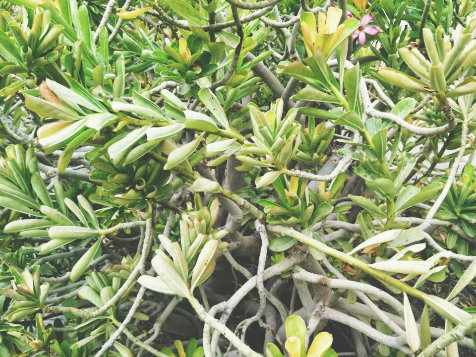 Dubai, Desert rose, Leaves