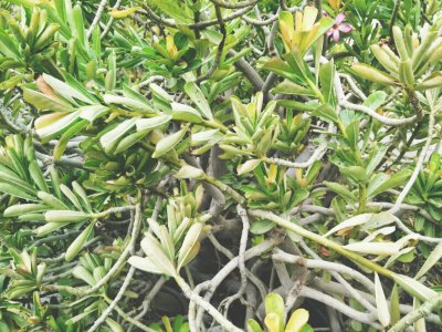 Dubai, Desert rose, Leaves
