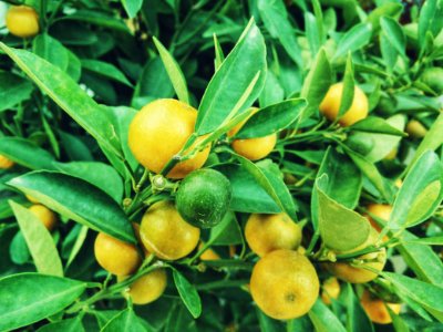 yellow and green citrus fruit photo