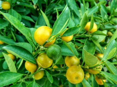 Lemon, Lime, Trees photo