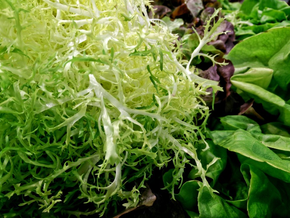 Food, Vegetable