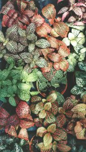 Leaf, Plant, Nature