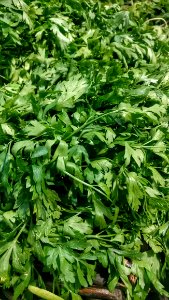 Nature, Leaves, Food
