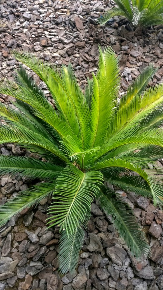 Tree, Plant, Nature