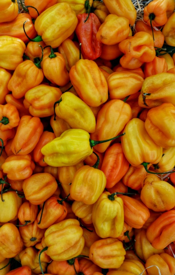 Capcicum, Yellow, Vegetable