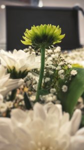 Flowers, Nature
