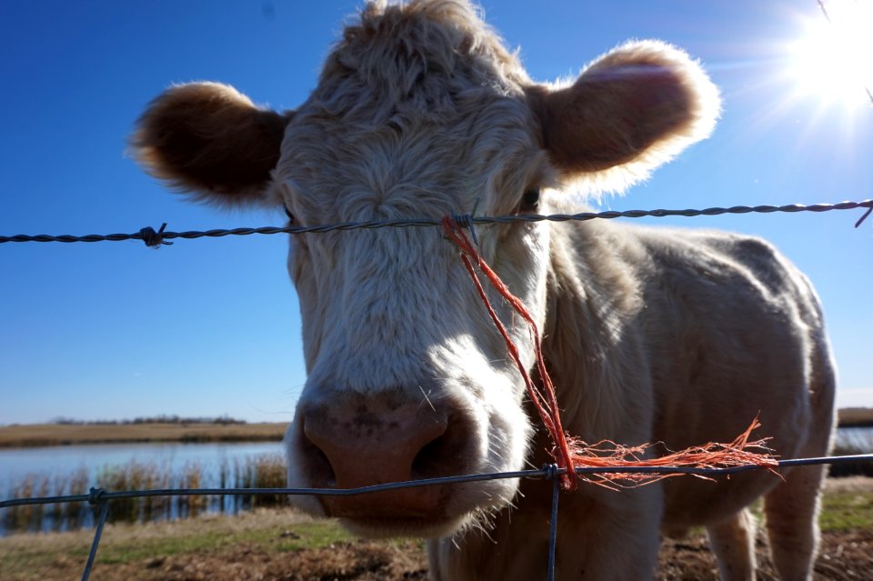 Praries, Country, Different