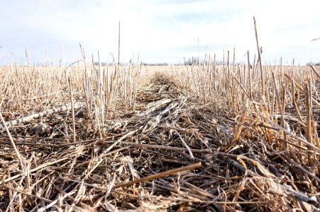 Scape, Life, Prarie