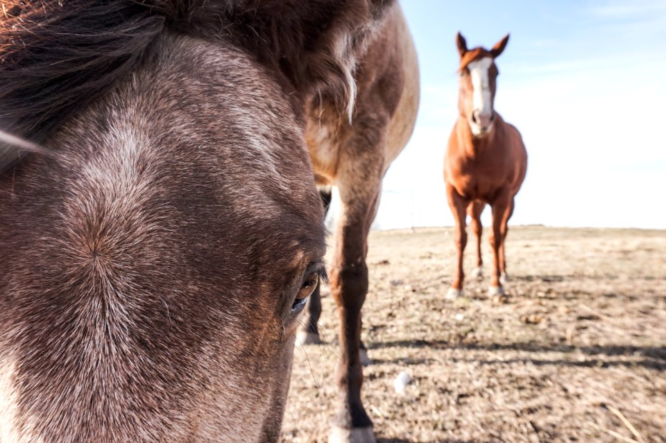 Canada, Country, Horse