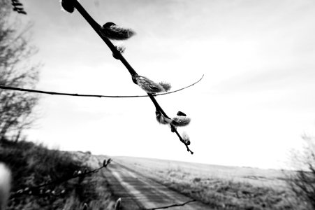 Canada, Country, Field