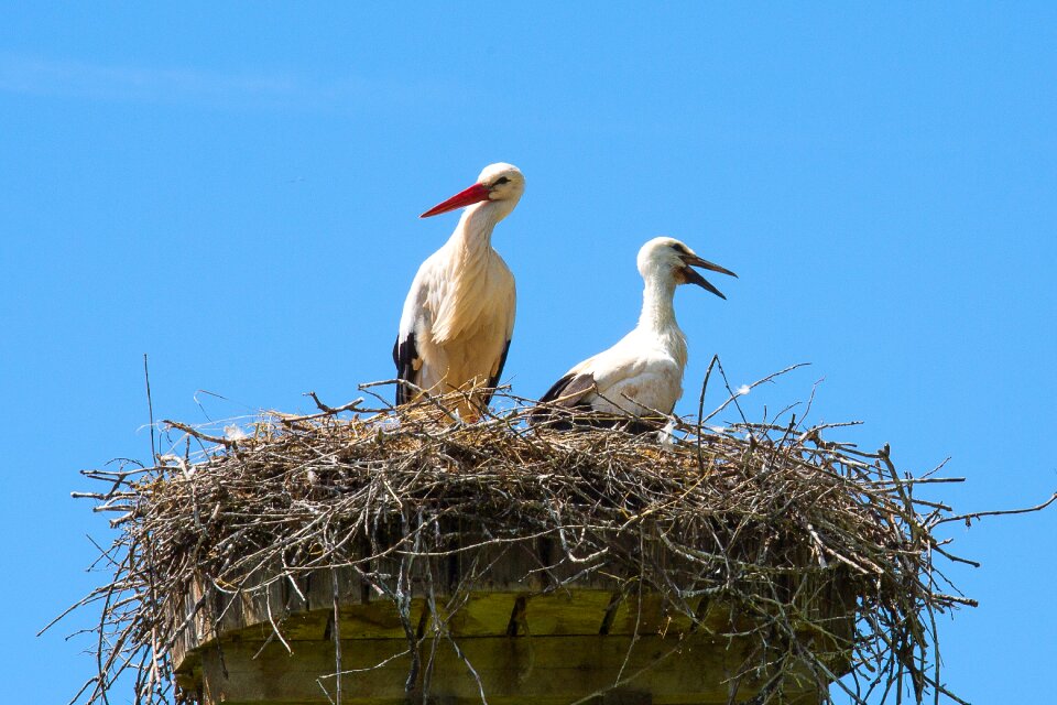 Storchennest rattle stork adebar photo