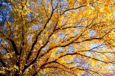 Tree, Angels, Angles