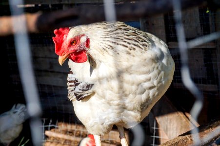 white chicken photo