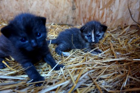 Kittens, Cats, Grow