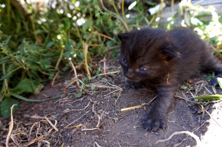 Canada, Black, Cat
