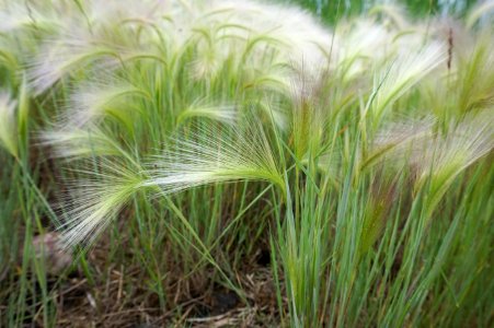 Tail, Fox, Foxtails