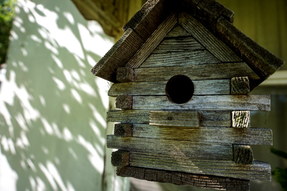 Close up, Shadows, Sparrow
