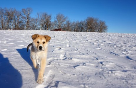 Youth, Canada, Puppy