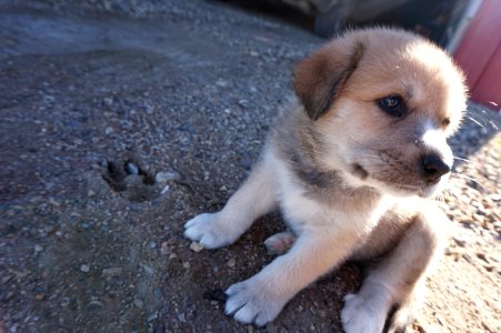 Canada, Paws, Breed photo