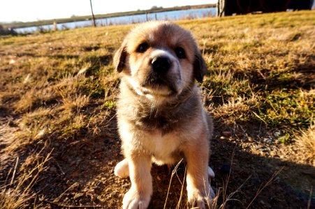 Canada, Husky, Fur