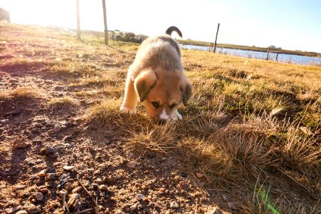 Cute, Wagging, Tail photo