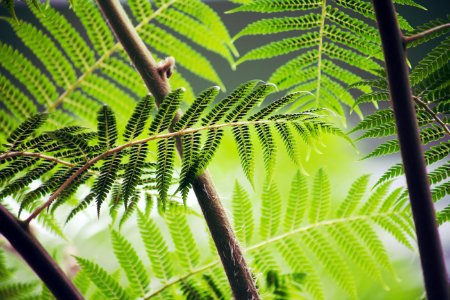 shallow focus photography of green fern plant photo